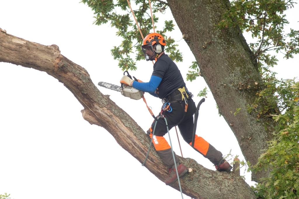 Tree surgeon up a tree with chainsaw