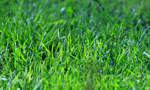 A picture of grass