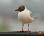 Black Headed Gull