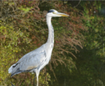 Grey Heron