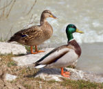 Mallard