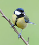 Great Tit