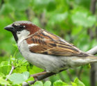 House Sparrow