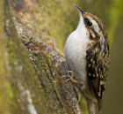 Tree Creeper