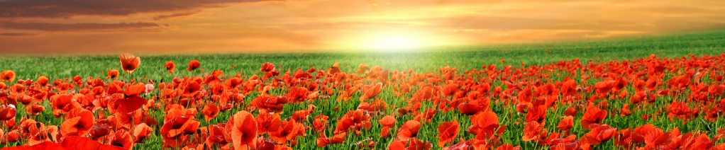 Poppies in a field with sun rising