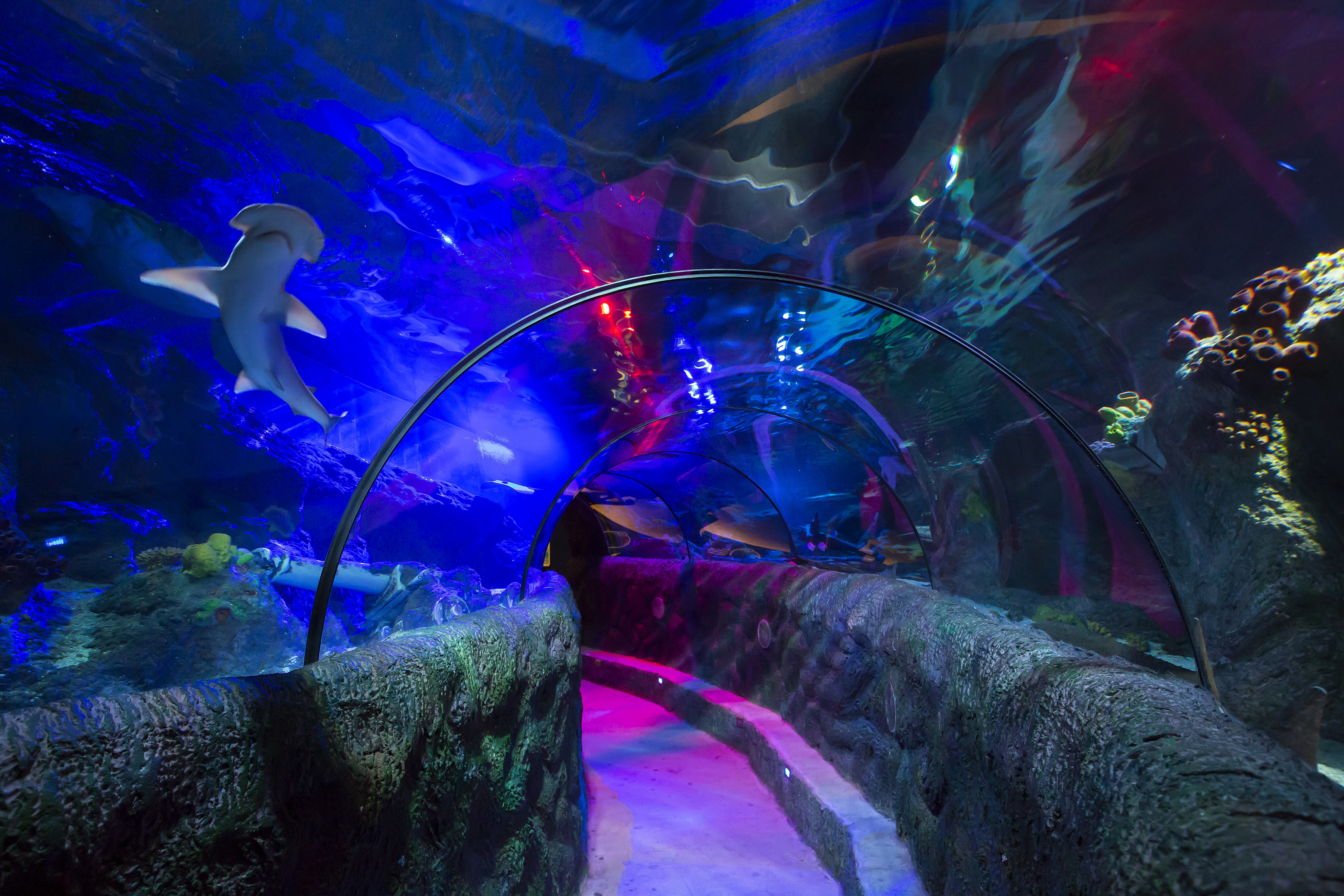 Loch Lomond Sea Life Aquarium - shark swimming over glass tunnel