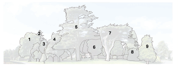 Arboretum Key to trees
