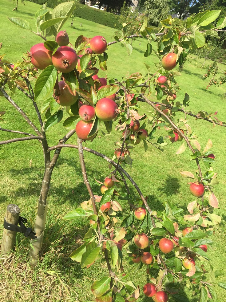 image of Orchard apples