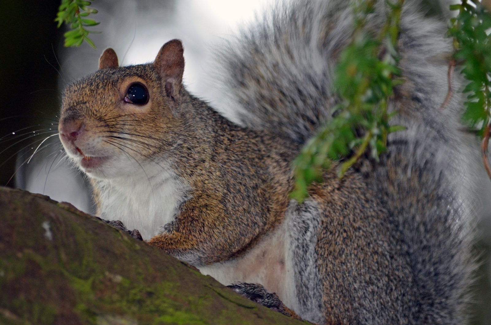 image of Squirrel on tree