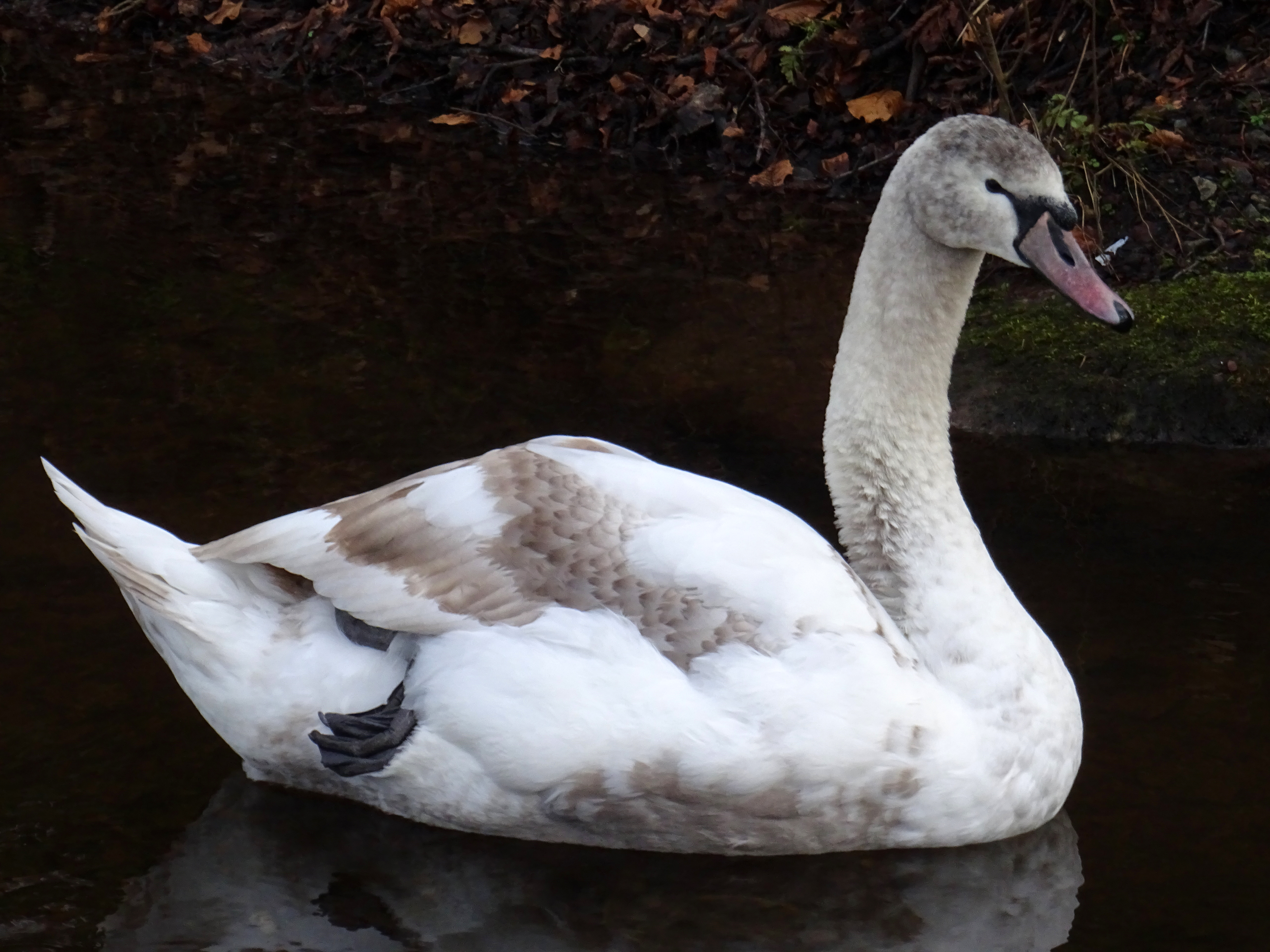 image of Swan