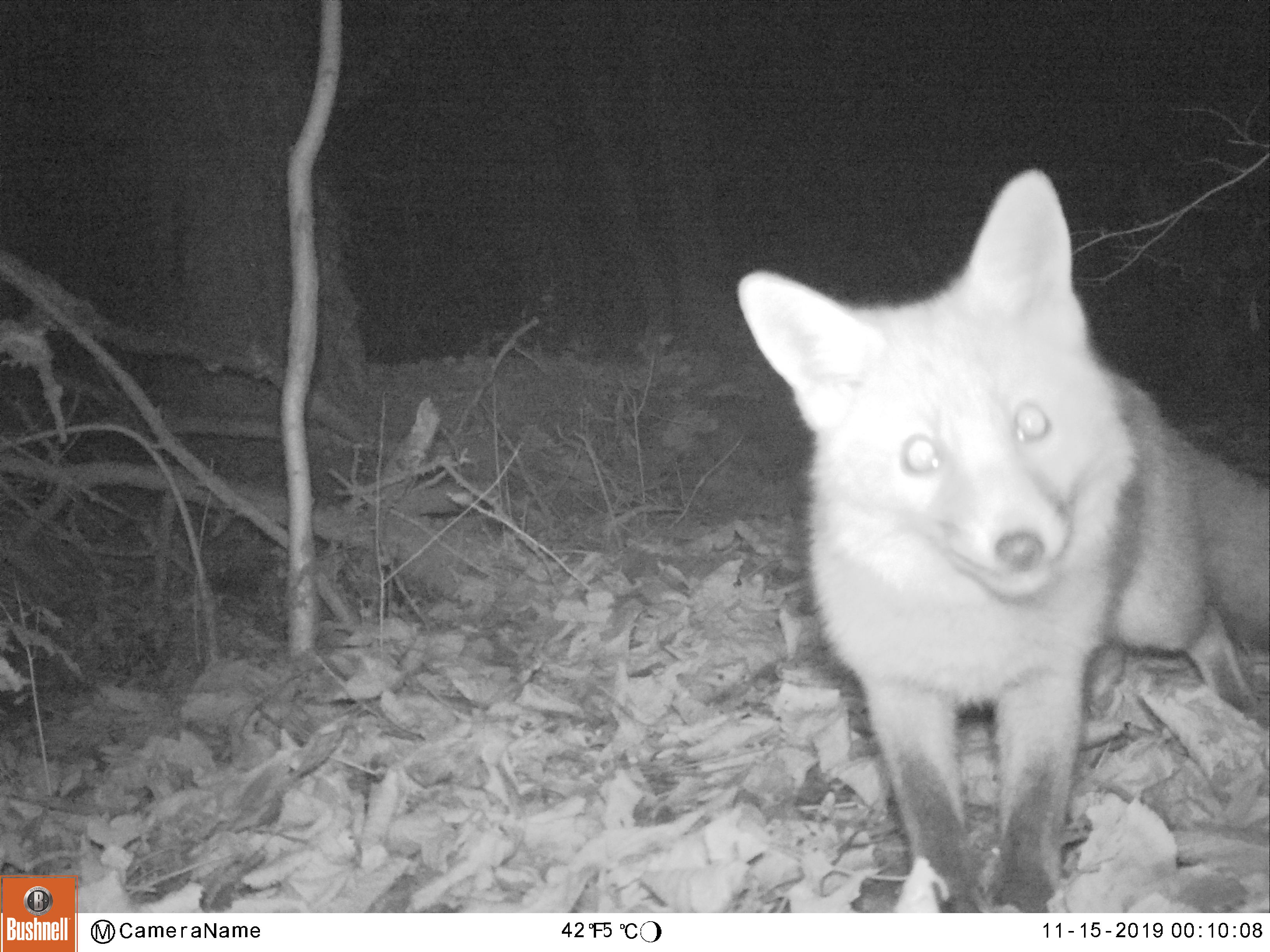 image of Fox caught on the camera trap box