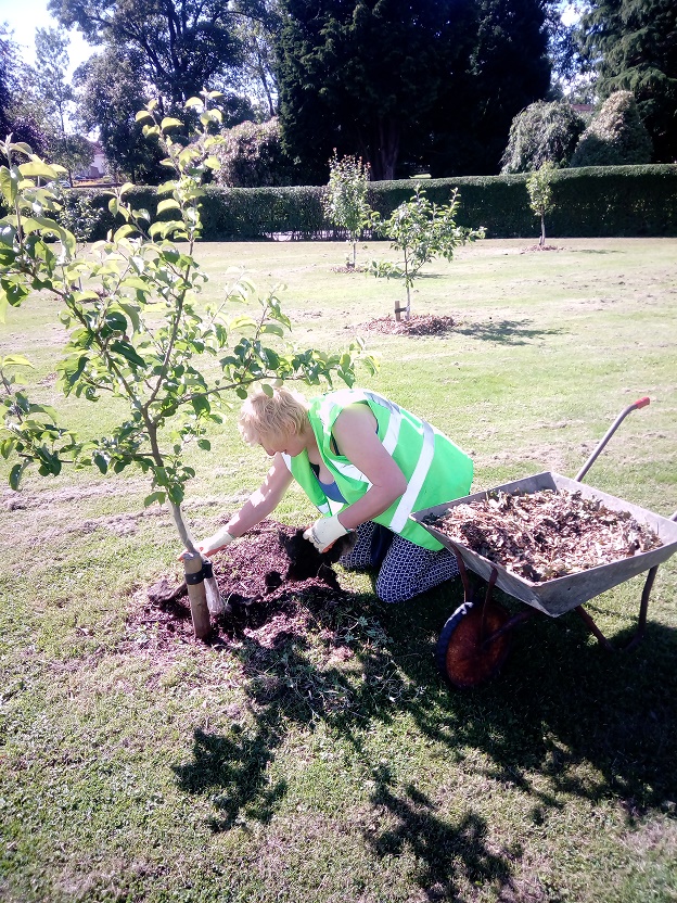 image of volunteer maintaining the Orchard